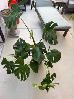 Monstera