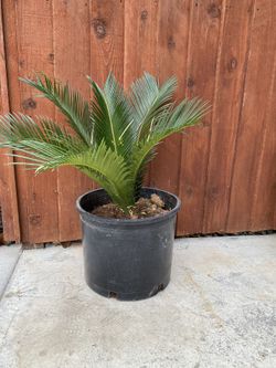 Sage Palm With Pot