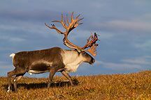 Lots of hunting tools