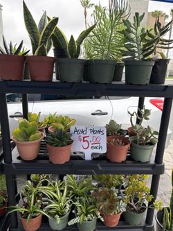 Asstd plants
