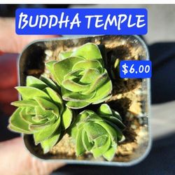 Plant sale  IN SAN LORENZO  SATURDAY  1PM TO 5PM