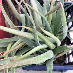 Large Potted Aloe Vera
