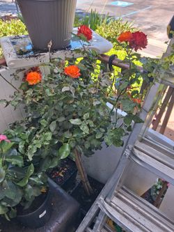 Rose trees,orange yellow,red