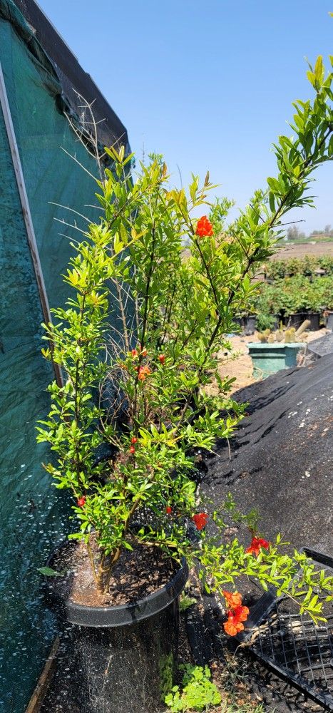 Pomegranate Wonderful Plant