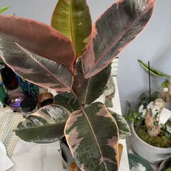 Rubber Tree Teneke  In 6 Inches Pot With Ceramic Planter And Wood Stand