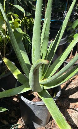 Sábila plant
