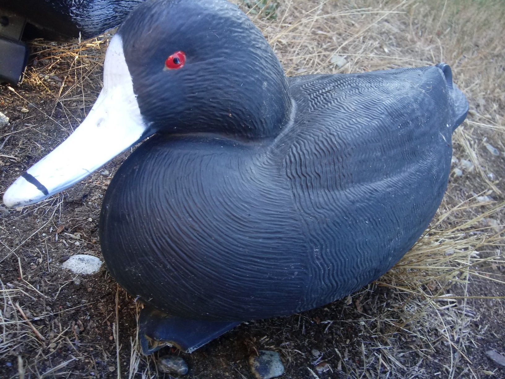 Coot decoys