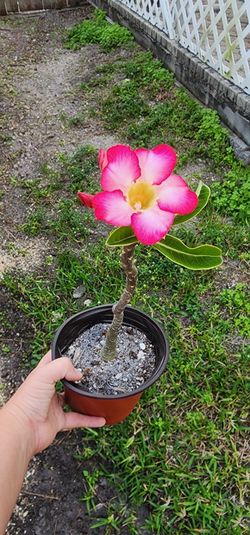 Desert Rose