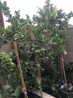 Lemon Tree