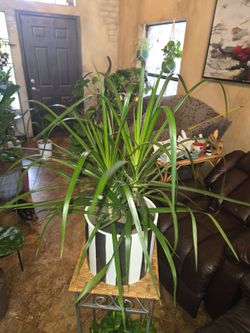 2ft 4in tall live Dracena Plants In New 10in Ceramic Pot With polished stones
