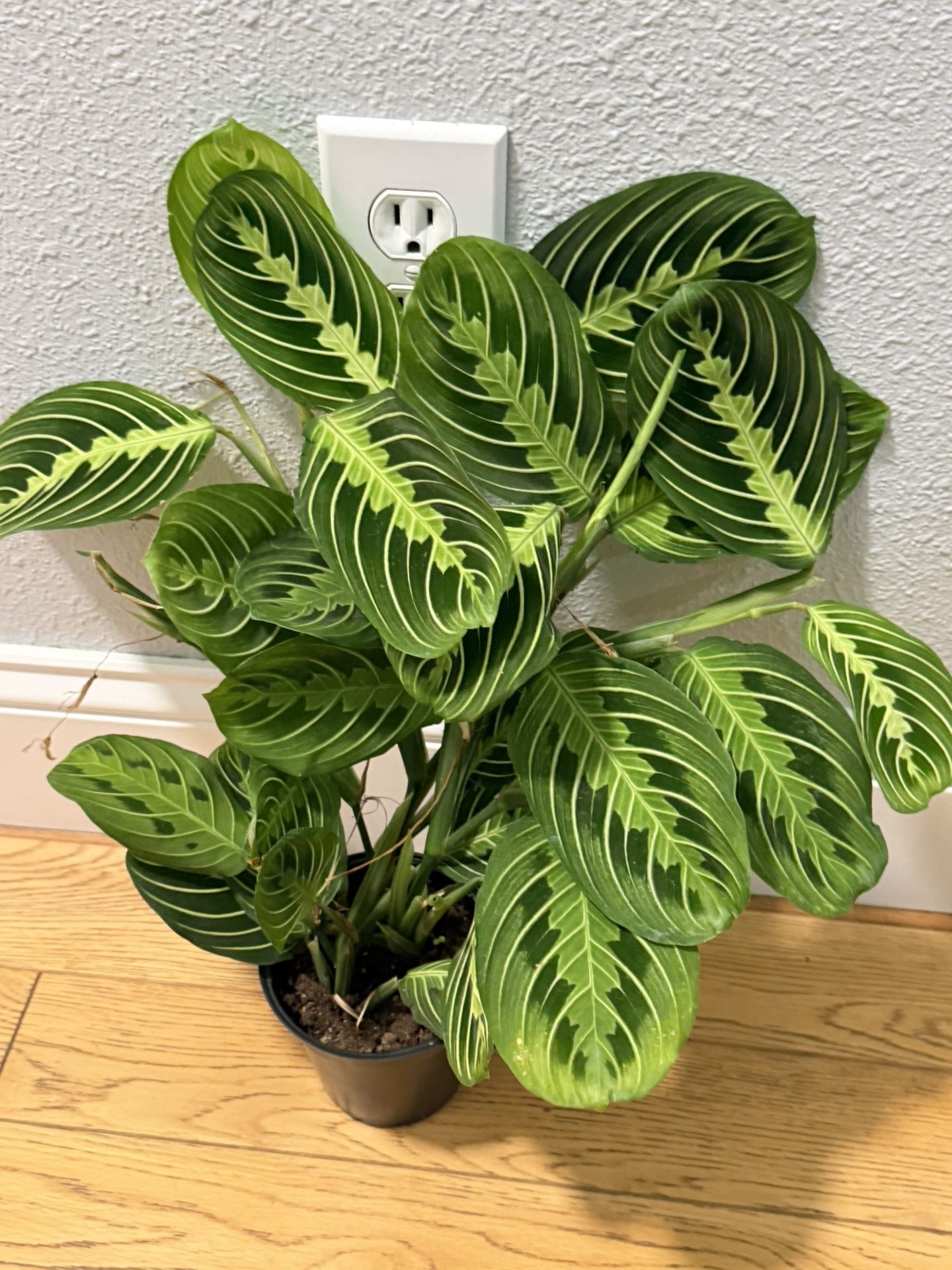 Lime Lemon Maranta Prayer Plant