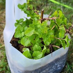 Mint Plant