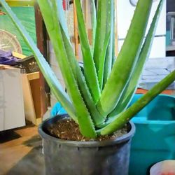 Aloe vera Plants (Please Read Whole Post)