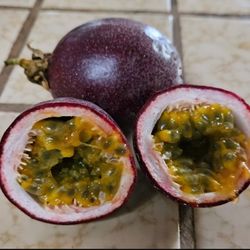 Sold Out-Available May-Passionfruit Plant Passiflora Edulis Purple Passion 8-12 inch.