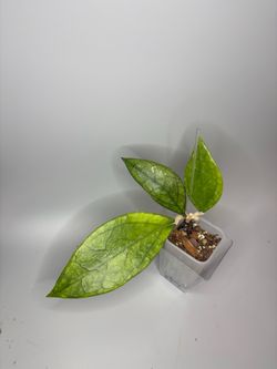 Hoya Sp Germany