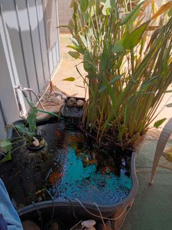 Pond, plant,etc....Message back, accidently deleted  you ...130 gallons... The plant is a hardy water canna.. $10 a rooted stalk