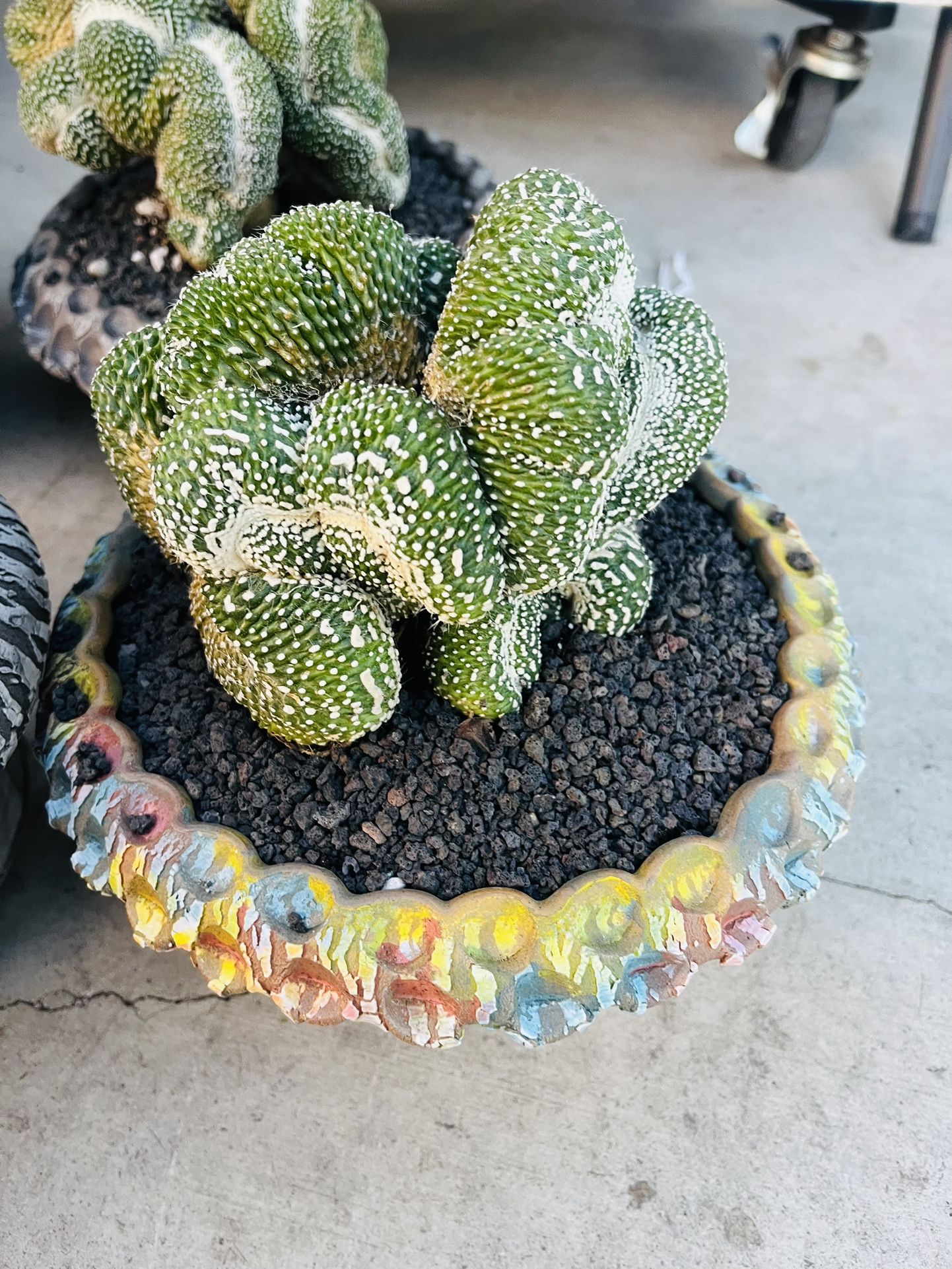 Notocactus Crest Imported