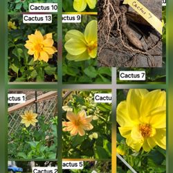 Dahlia Tuber Clumps $5 Each 