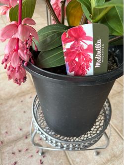 Medinilla Magnífica