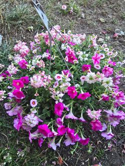Matching pink hanging baskets