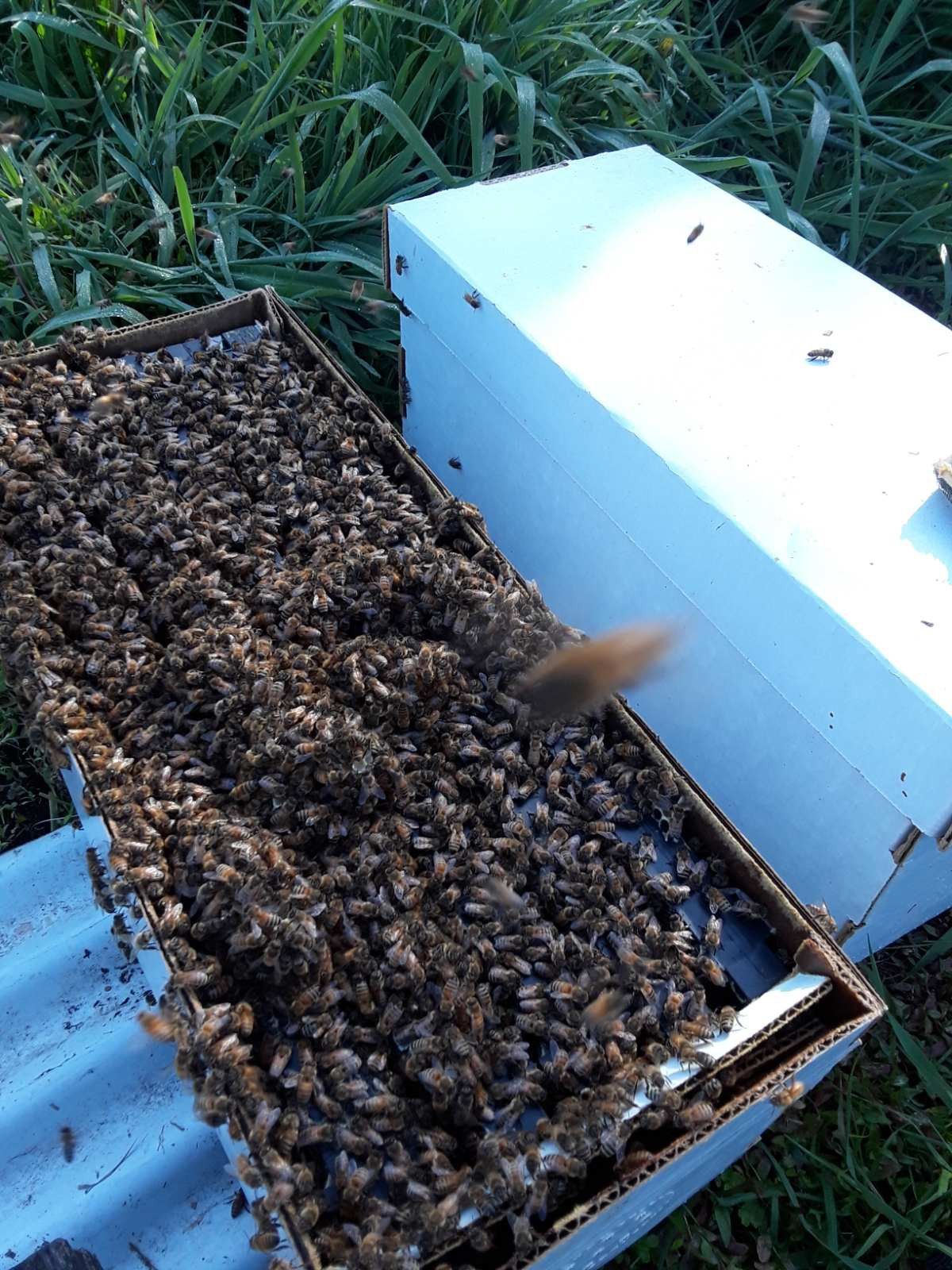 Bees, Bee nucs for Sale in Federal Way, WA OfferUp