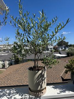 Potted Olive Tree in Ceramic Planter