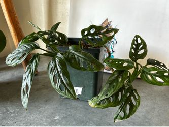 Monstera Swiss Cheese