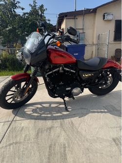 Harley Iron  2013