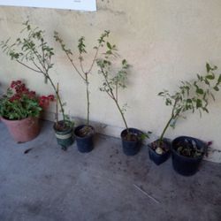 Plants For Sale 