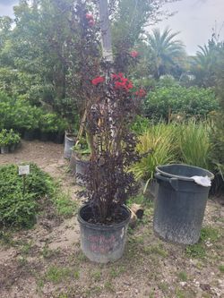Crype myrtle 15 gallon