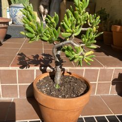 Shrek Ear Bonsai Succulent