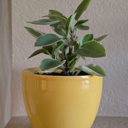Healthy Beautiful Indoor Plant(Peperomia)