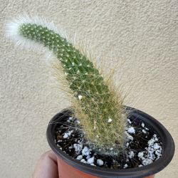 Plants for Sale (Monkey tail)