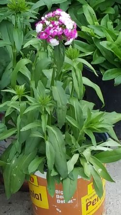 Perennial so beautiful flowers in the pots