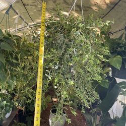 HUGE/full/lush/trailing goldfish plant (8” Pot), indoor/outdoor; 95820