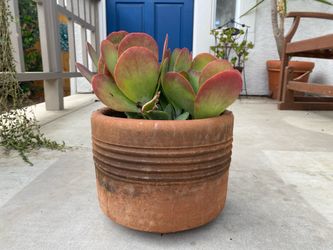 Paddle Plant (Kalanchoe luciae)