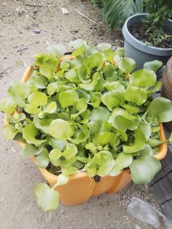 Pound plants