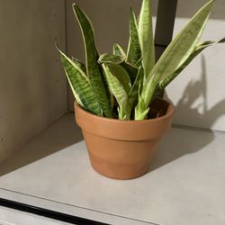 Healthy Snake Plant 