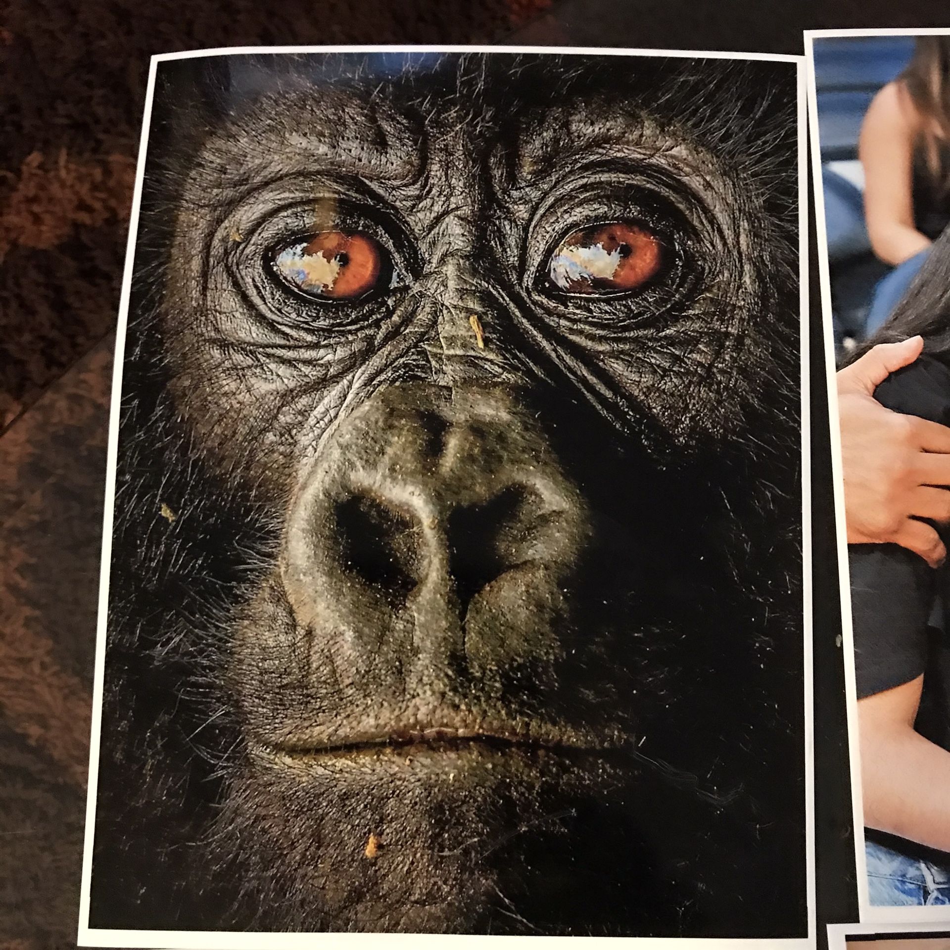8.5 x 11 Photo images
