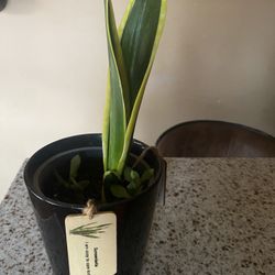 Snake Plant 