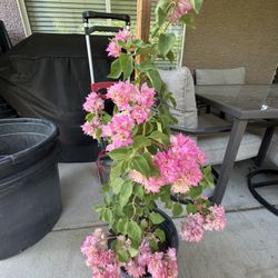 Cherry Blossom Double Bougainvillea 