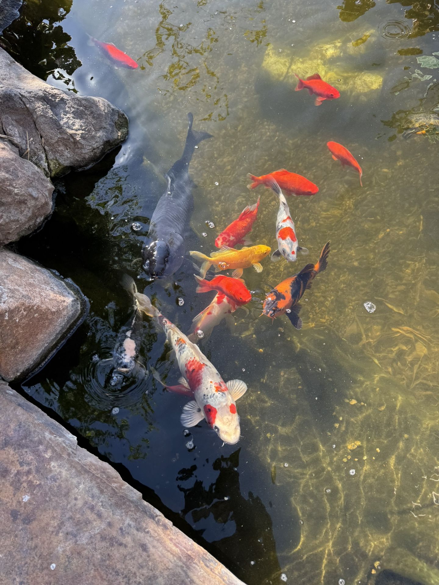 Koi Pond