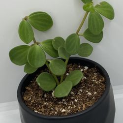 Peperomia Hope In Ceramic Pot