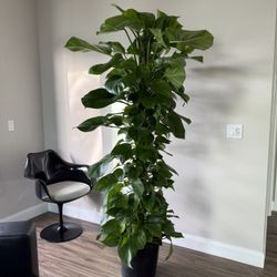7 ft Giant Pothos Plant with Totem 🌿