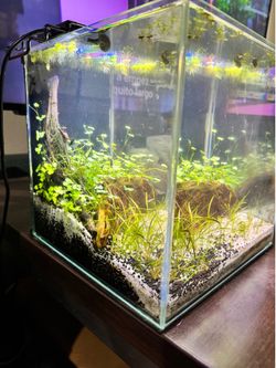 Fish tank 3 gallon aquarium shrimp