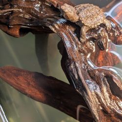Aquarium Decor