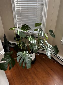 Monstera Plant