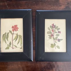 Black Framed Botanical