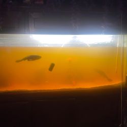 250 Gallon Fish Tank