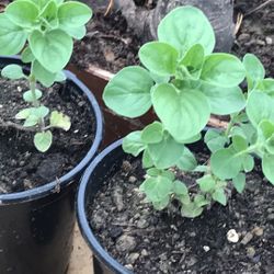 Oregano - (Origanum vulgare) - 4 inch pot 2-3 plants